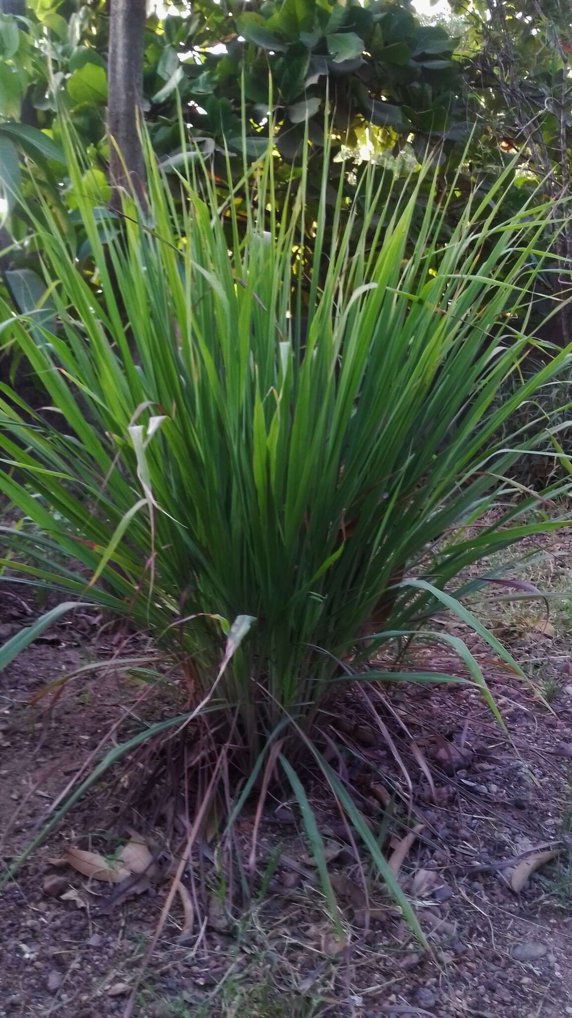 Cymbopogon citratus (DC.) Stapf resmi