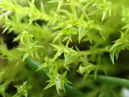 Image of Hornschuch's beard-moss