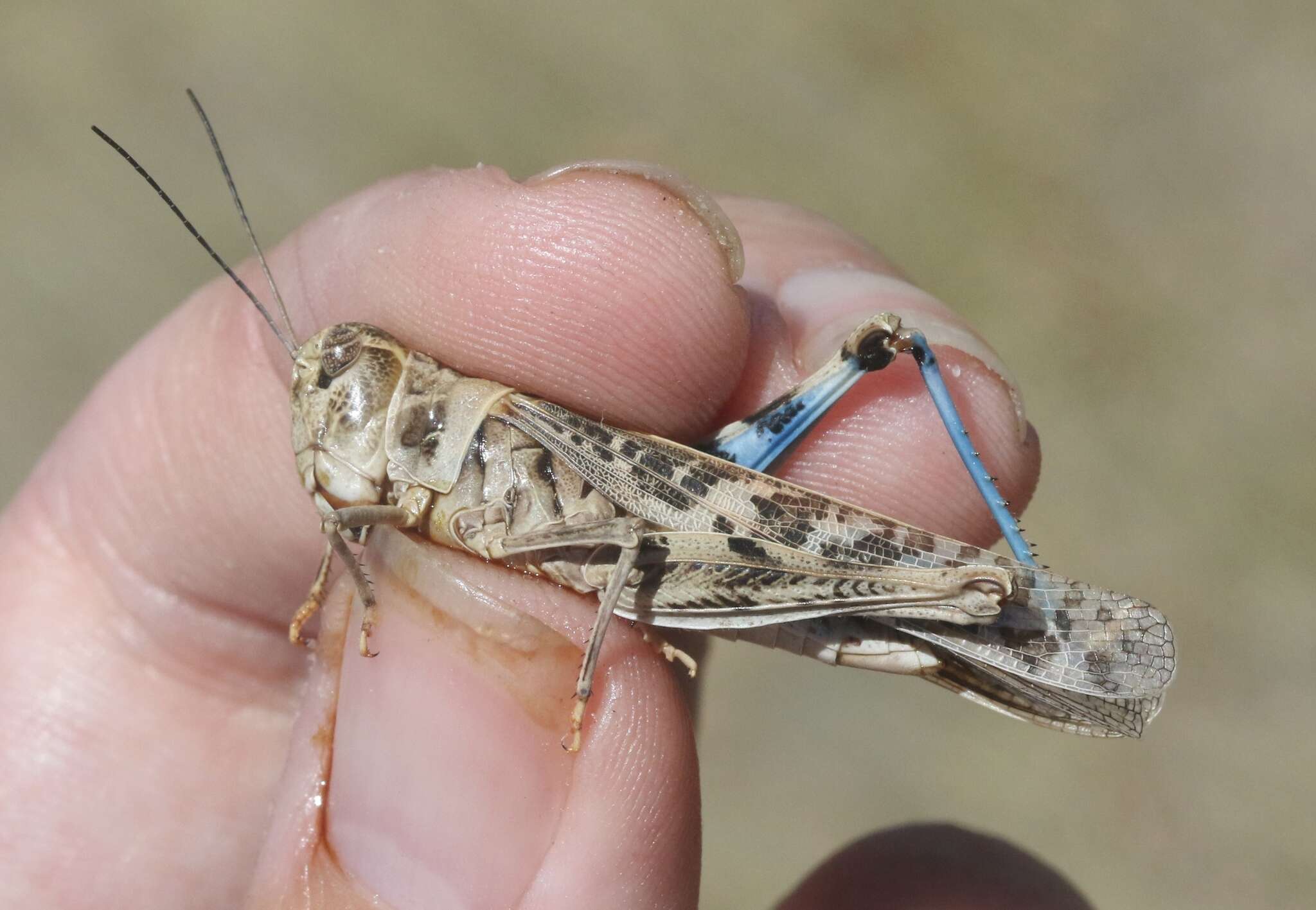 Image of Blue-legged Grasshopper