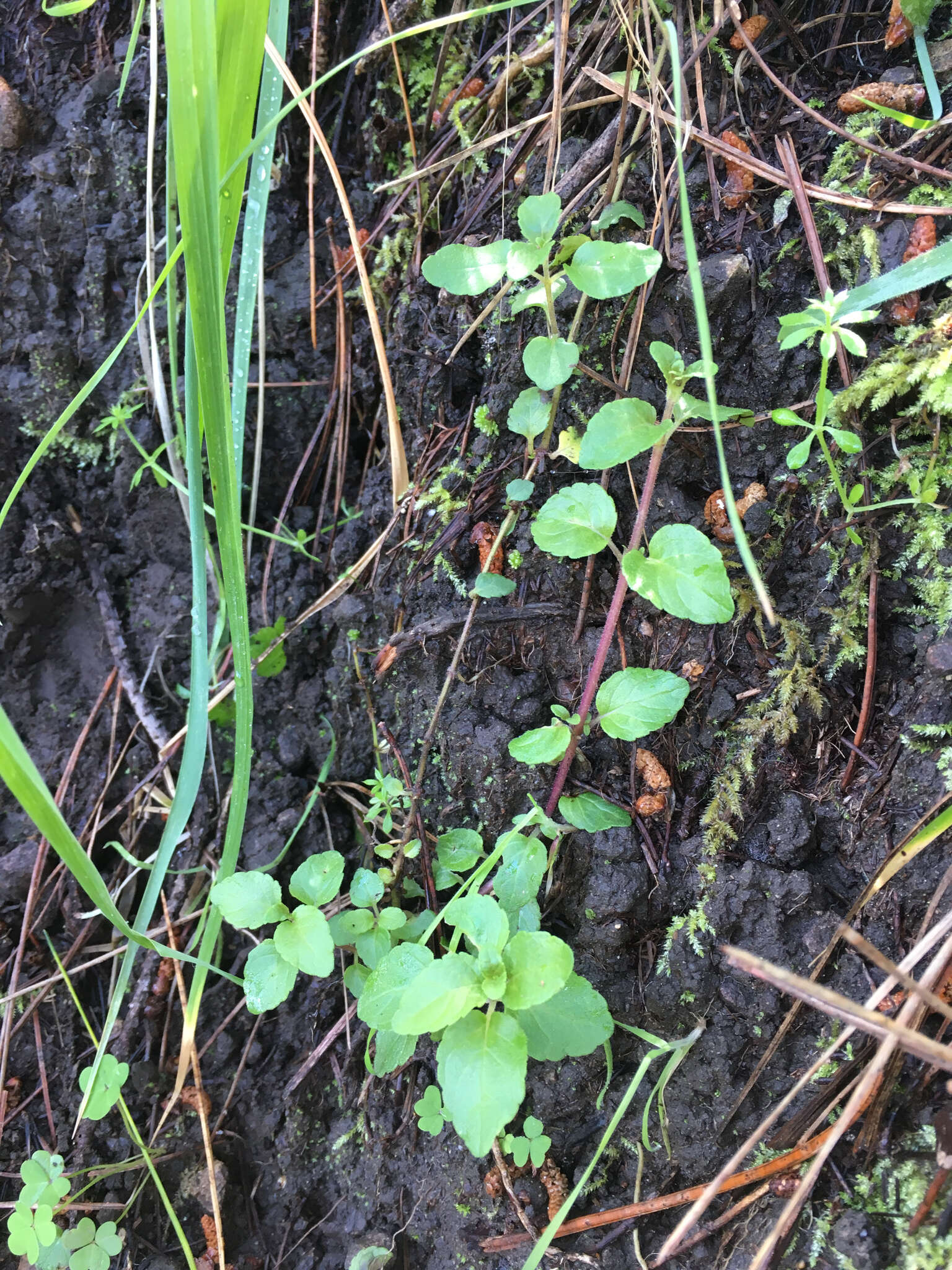 Plancia ëd Micromeria douglasii Benth.