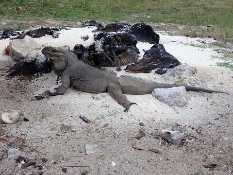 Image of Mona Island Iguana