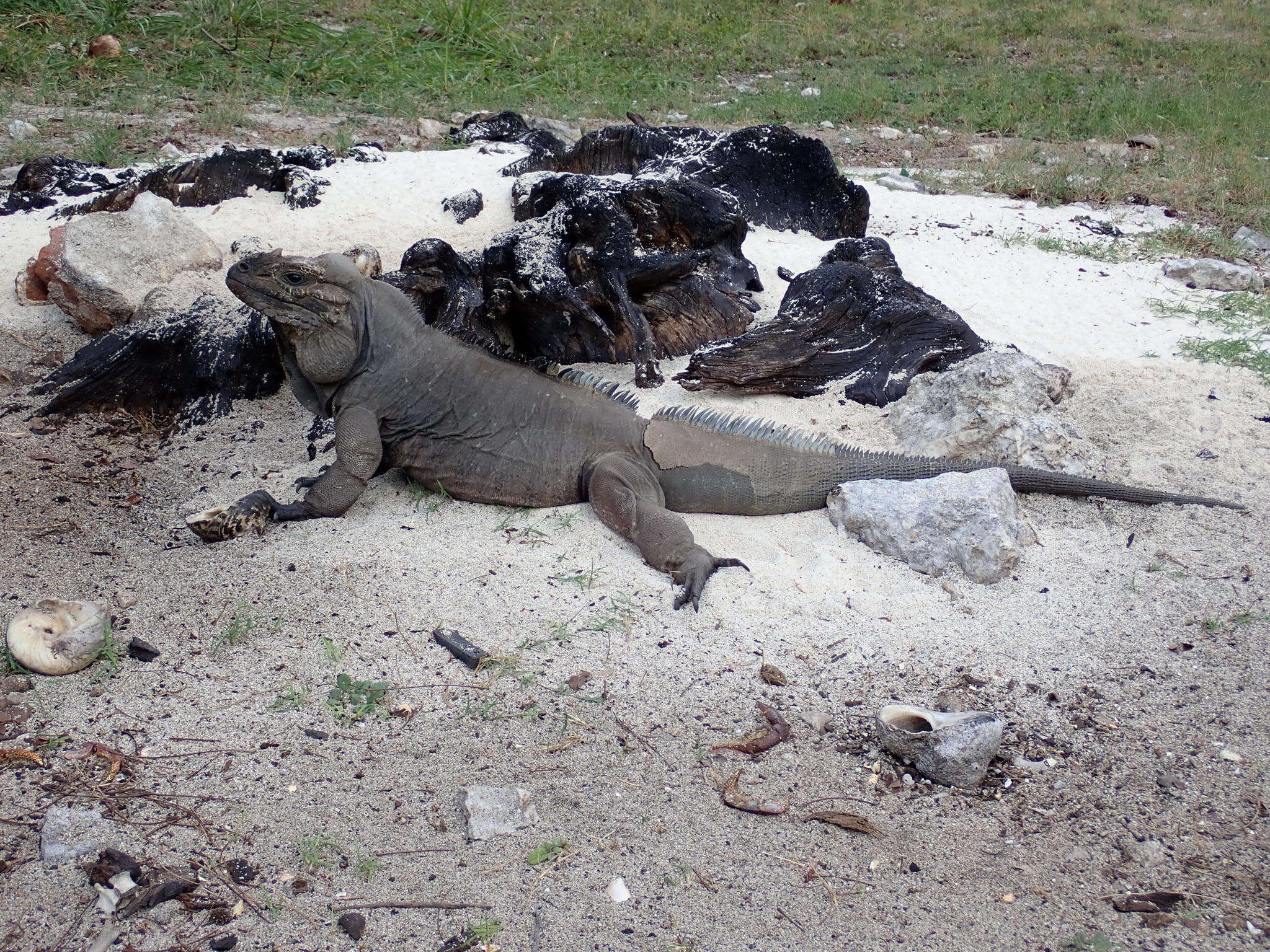 Image de Cyclura stejnegeri (Barbour & Noble 1916)