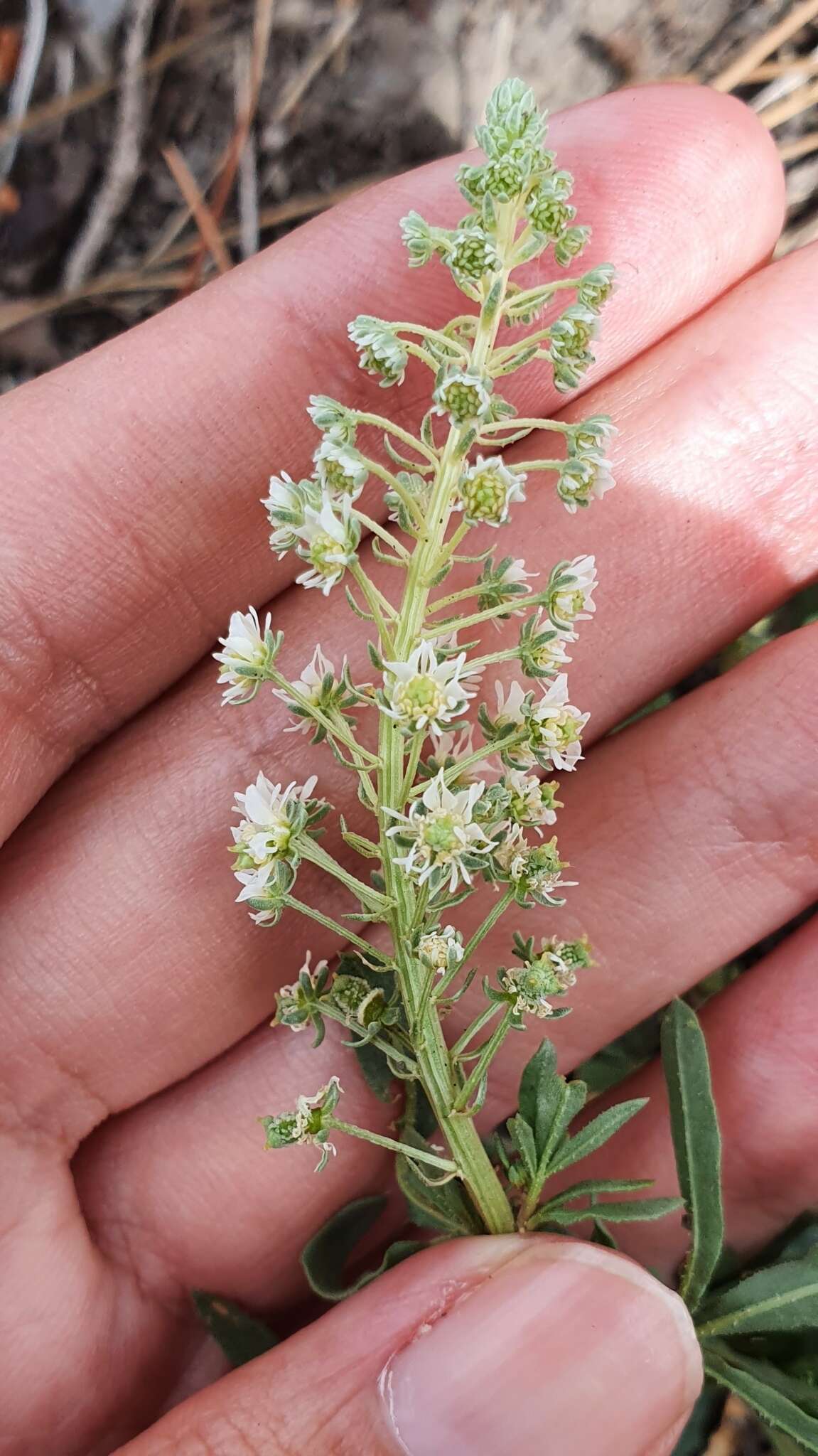 Image of Reseda duriaeana J. Gay