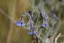 Image of Late weed