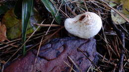 Image of Lepiota cristata (Bolton) P. Kumm. 1871