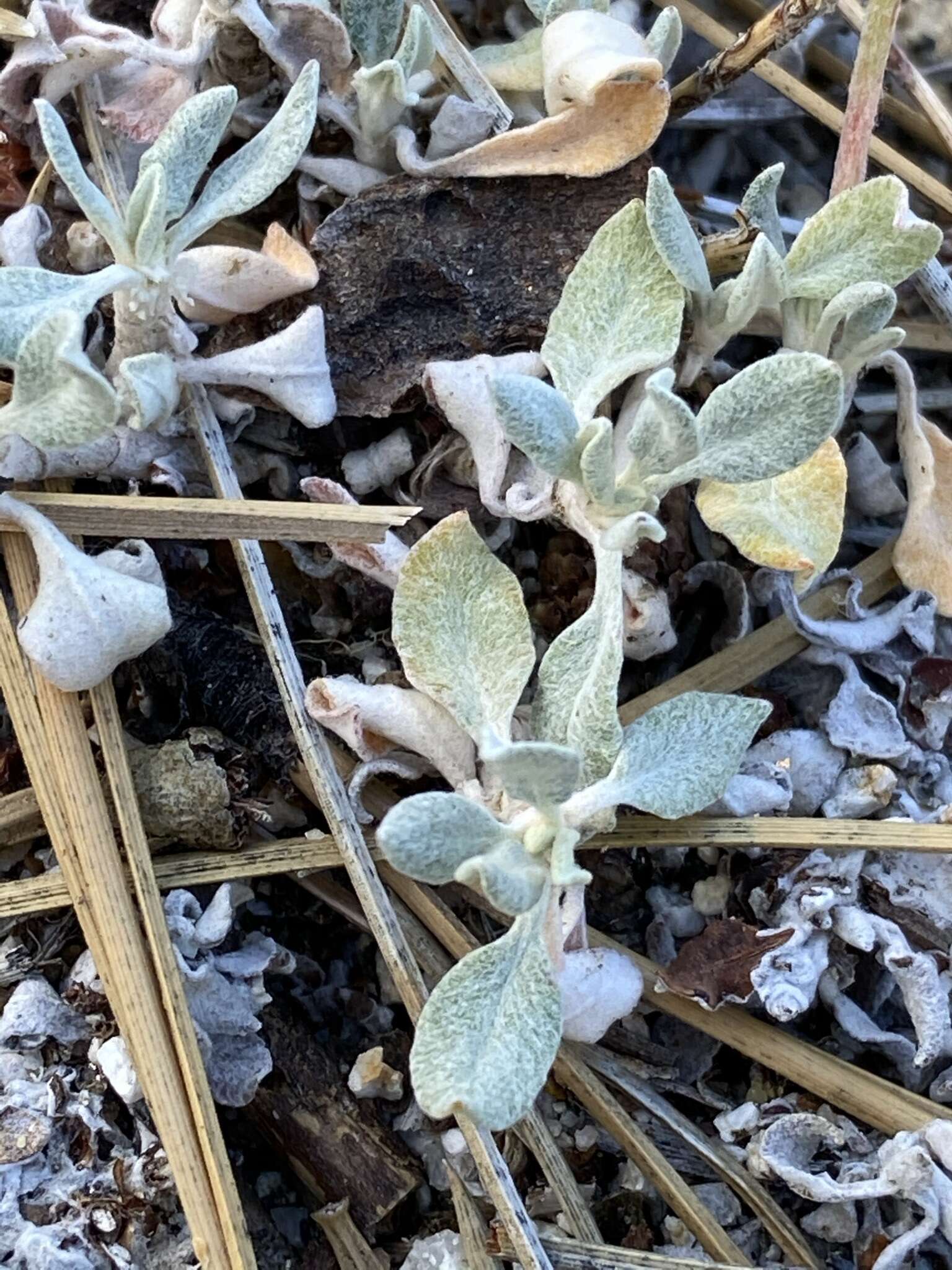 Image of Eriogonum wrightii var. oresbium J. L. Reveal