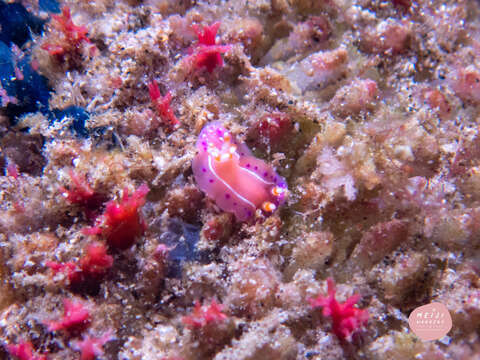 Image of Thorunna australis (Risbec 1928)