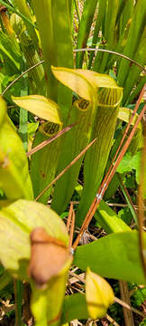 Image of sweet pitcherplant