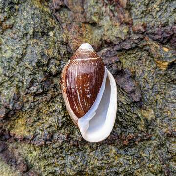 Image of Judas Ear Cassidula