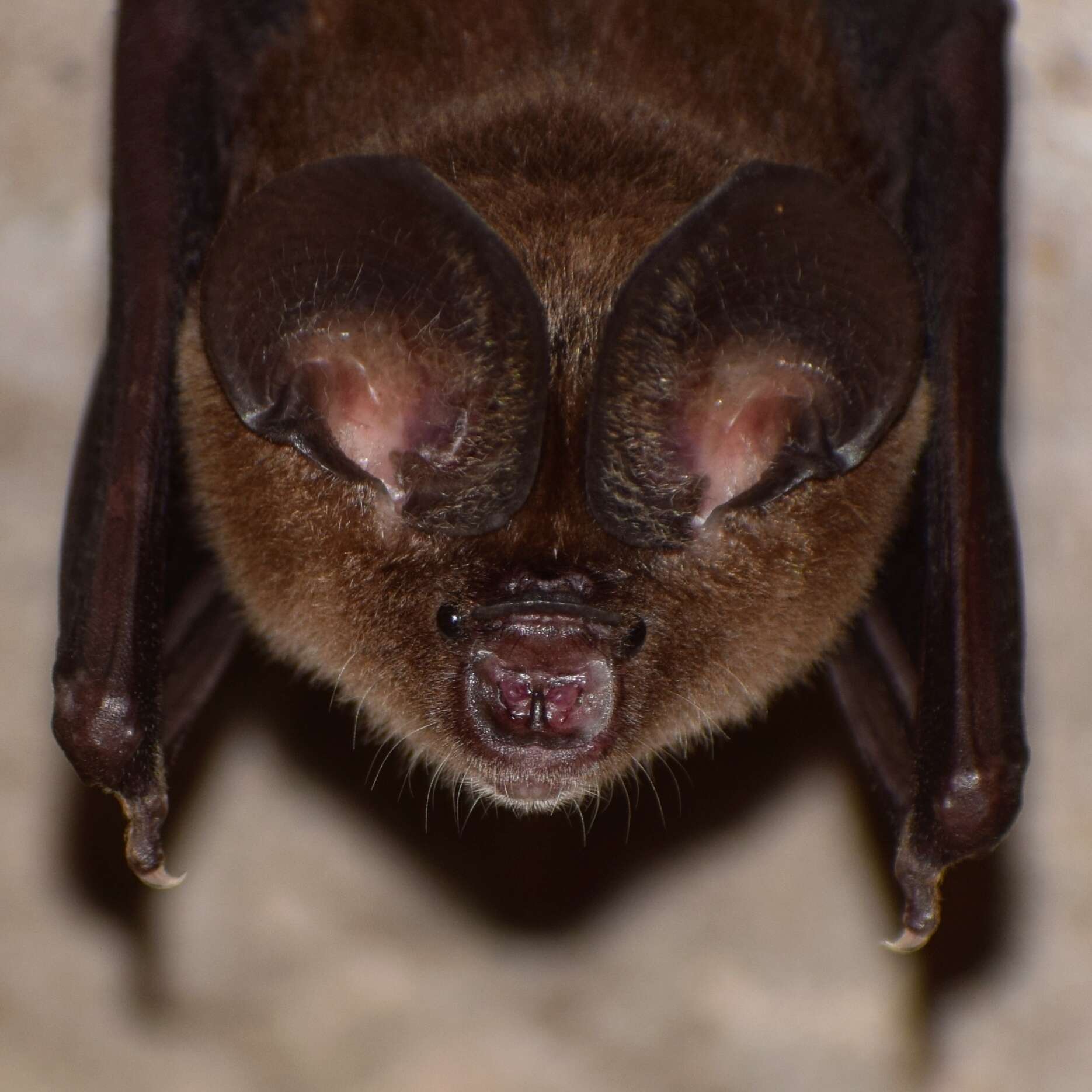 Image of Bi-coloured Leaf-nosed Bat