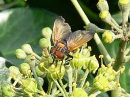 Image of Phasia aurigera (Egger 1860)