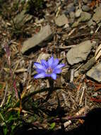 صورة Gentiana arisanensis Hayata