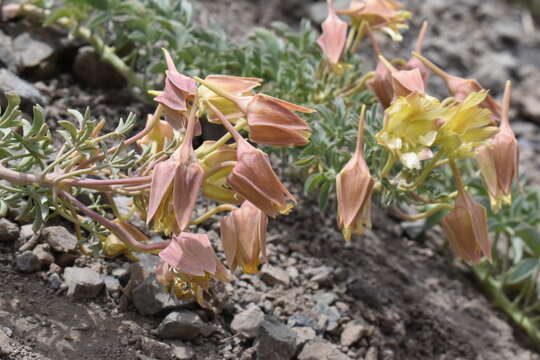 Image of Tropaeolum polyphyllum Cav.