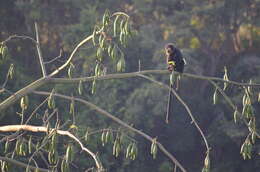 Image of Eastern Ebony Leaf Monkey