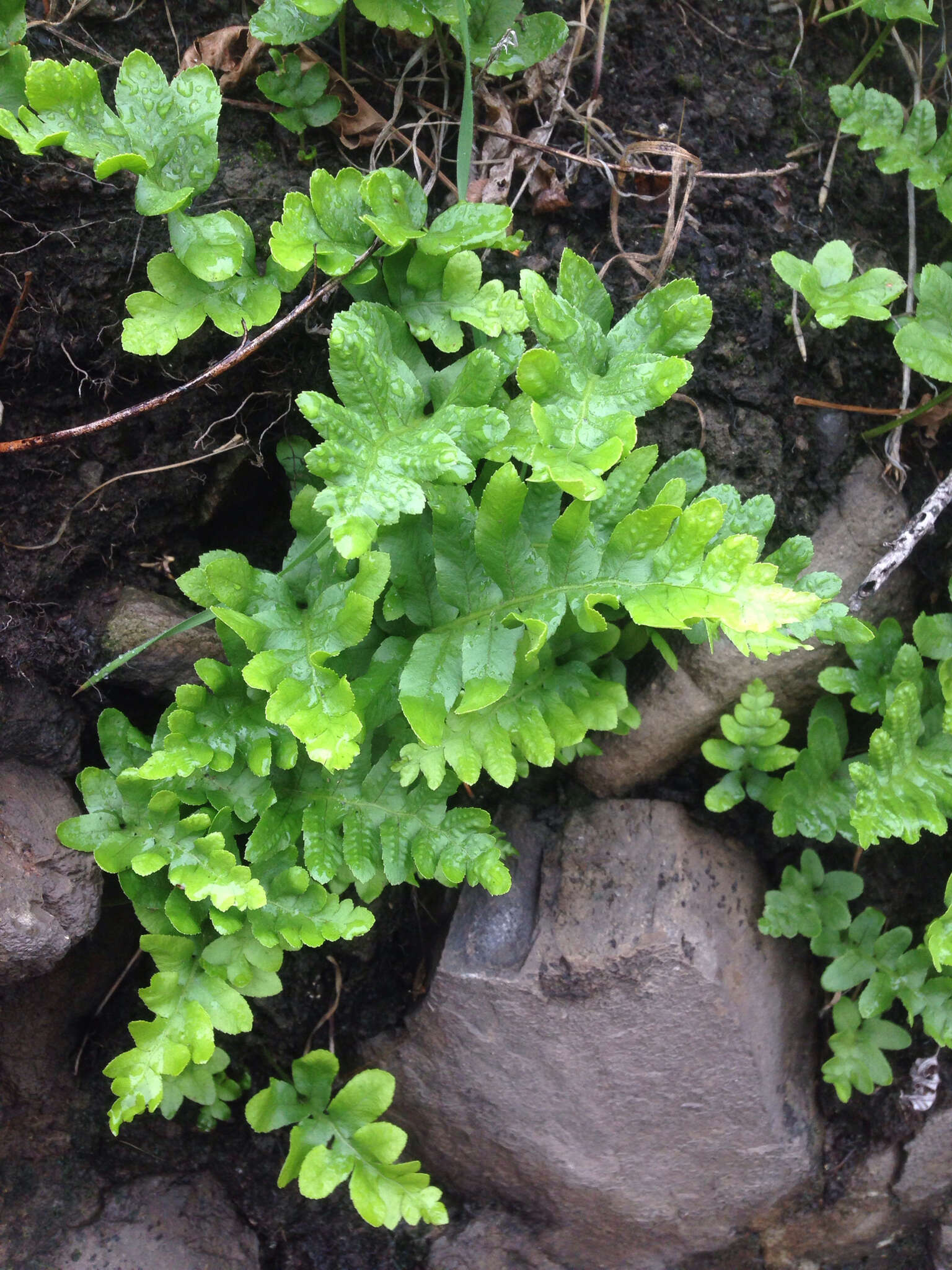 Image of California polypody