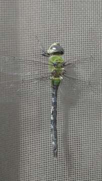 Image of Amazon Darner