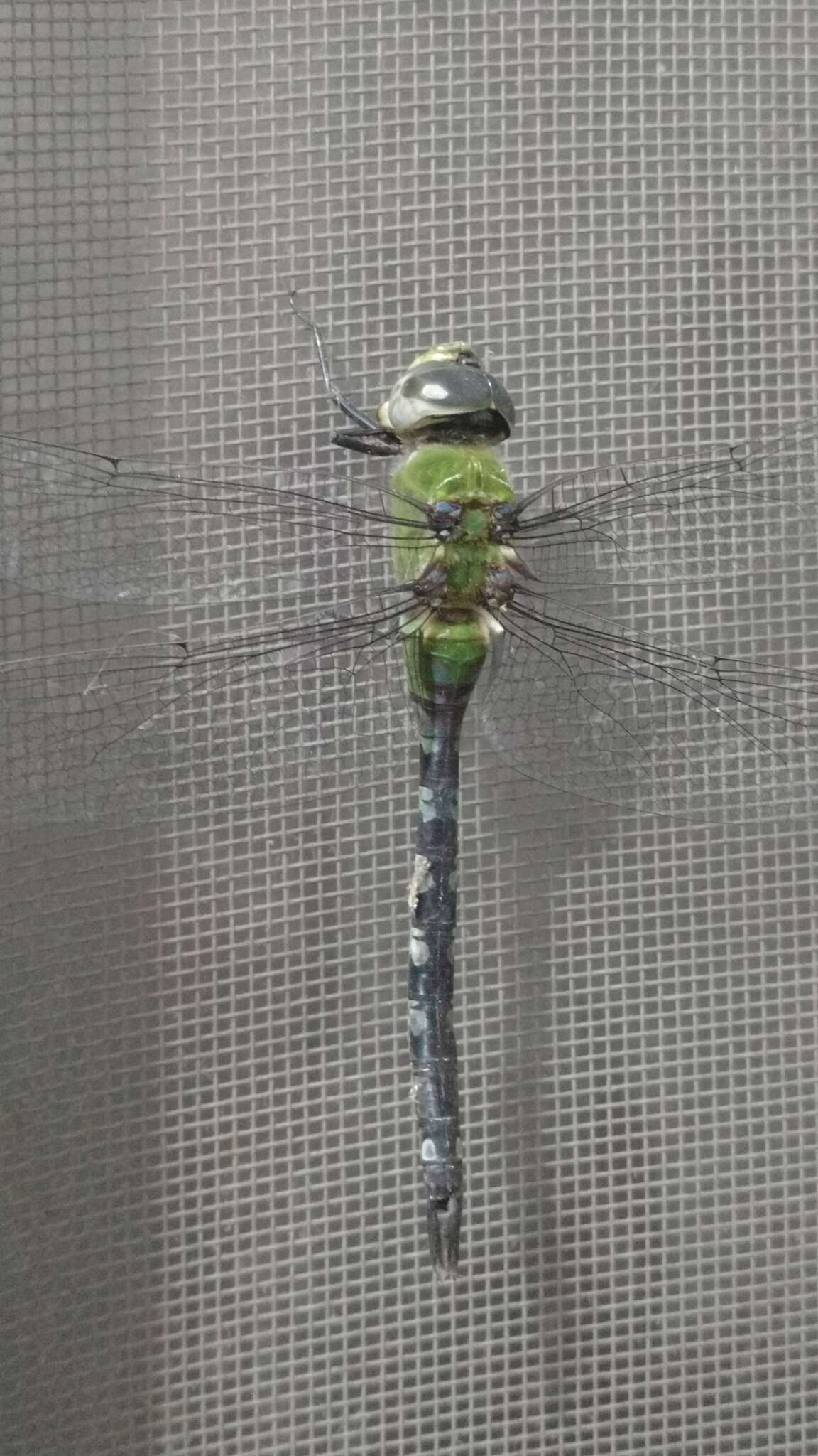 Image of Amazon Darner