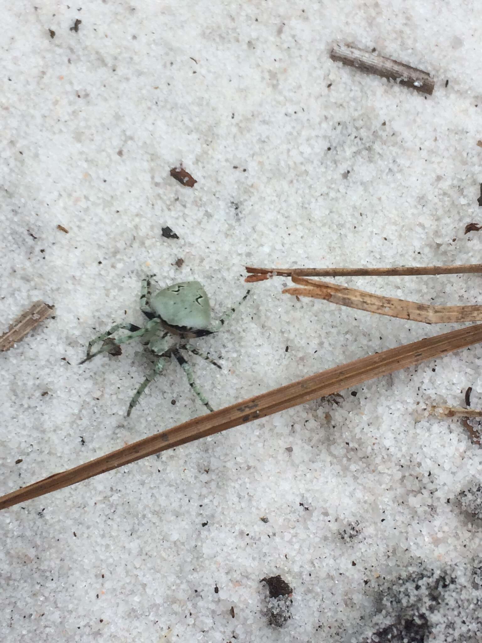 Image of Humpbacked orbweaver