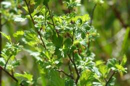 Image of hairystem gooseberry