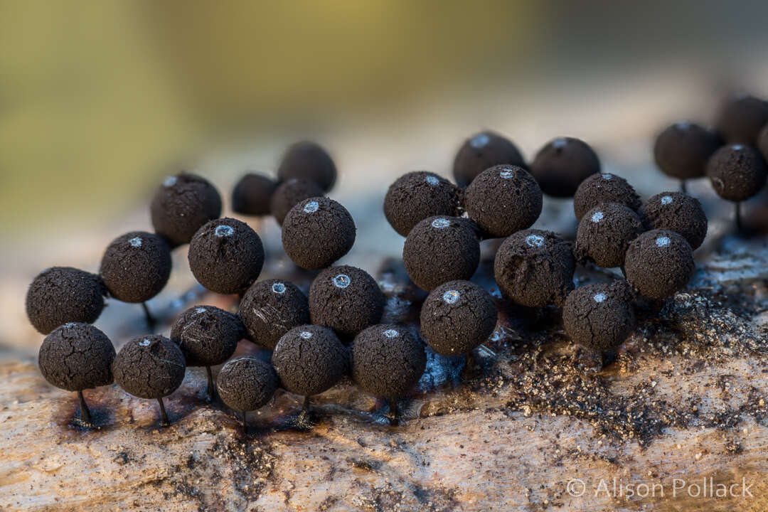 Image of Enerthenema melanospermum
