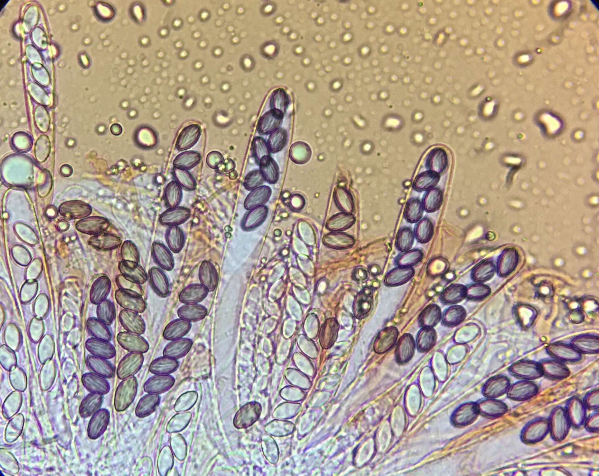 Слика од Ascobolus crenulatus P. Karst. 1868