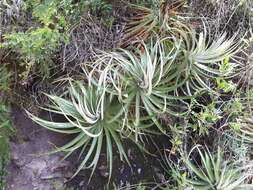 Imagem de Puya glomerifera Mez & Sodiro