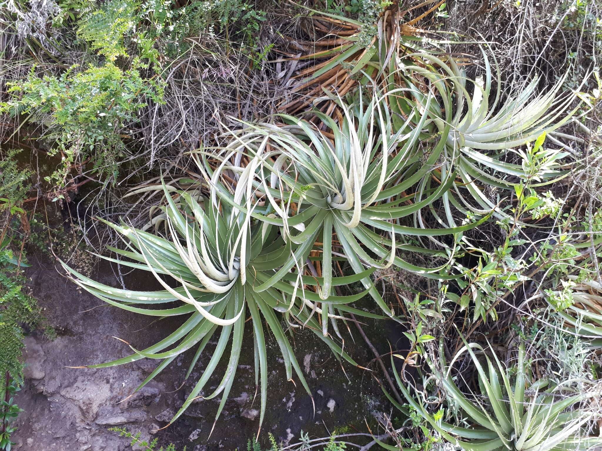 Imagem de Puya glomerifera Mez & Sodiro