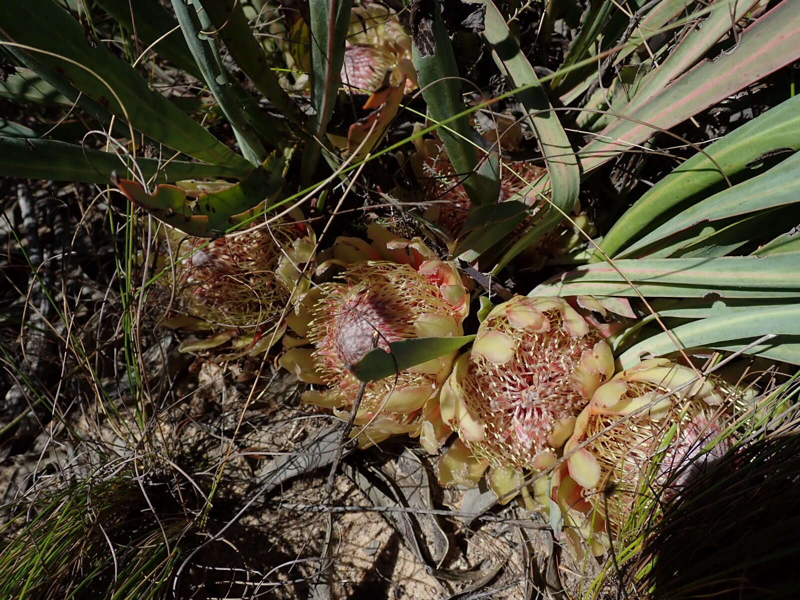 Image de Protea laevis R. Br.