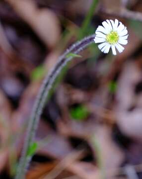 Image of Lagenophora platysperma