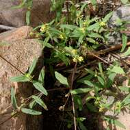 Image of Sigesbeckia australiensis D. L. Schulz