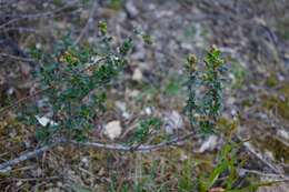 Image of Vine Hill ceanothus