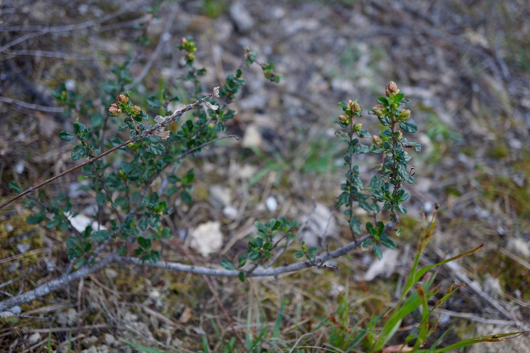 Image of Vine Hill ceanothus