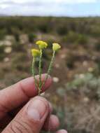 Слика од Chrysocoma strigosa E. Bayer