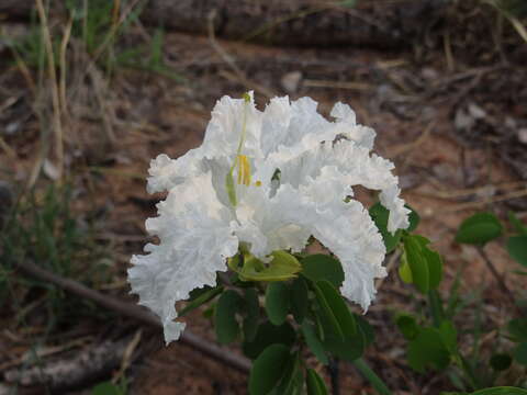 Image of Bauhinia petersiana Bolle