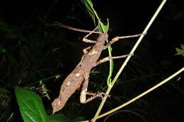 Image of Haaniella echinata (Redtenbacher 1906)