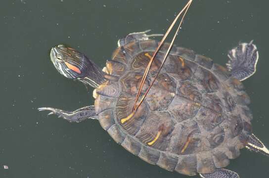 Image of slider turtle, red-eared terrapin, red-eared slider