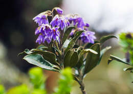 Image of Solanum stenophyllum Humb. & Bonpl. ex Dun.