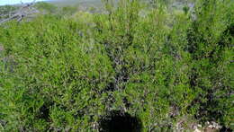 Image of Dodonaea inaequifolia Turcz.