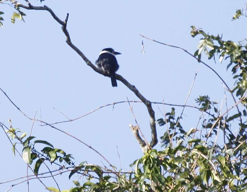 Image of Buff-bellied Puffbird