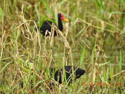 Image of Jacana jacana hypomelaena (Gray & GR 1846)