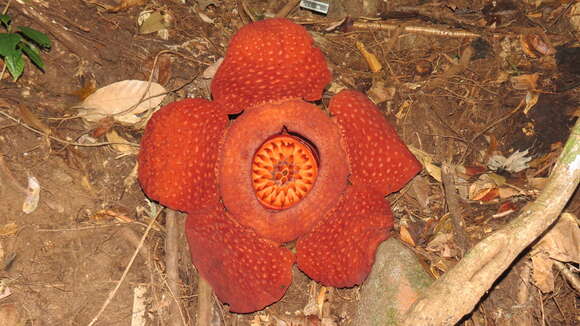 Image of Rafflesia tuan-mudae Becc.