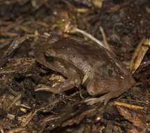 Image of Eupsophus altor Nuñez, Rabanal & Formas 2012