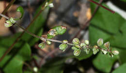 صورة Fallopia convolvulus (L.) A. Löve