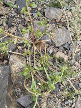 Image of Portulaca umbraticola subsp. lanceolata (Engelm.) J. F. Matthews & D. W. Ketron