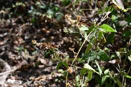 Image of Rhynchosia longeracemosa M. Martens & Galeotti