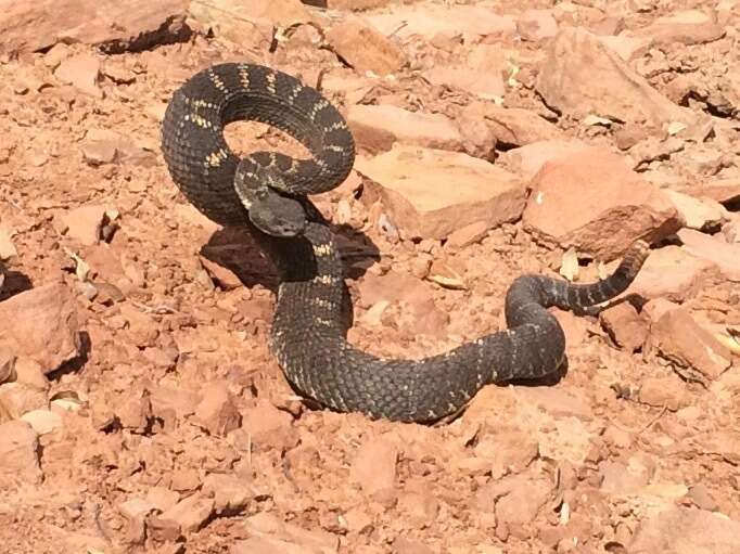 Crotalus cerberus (Coues ex Wheeler 1875)的圖片