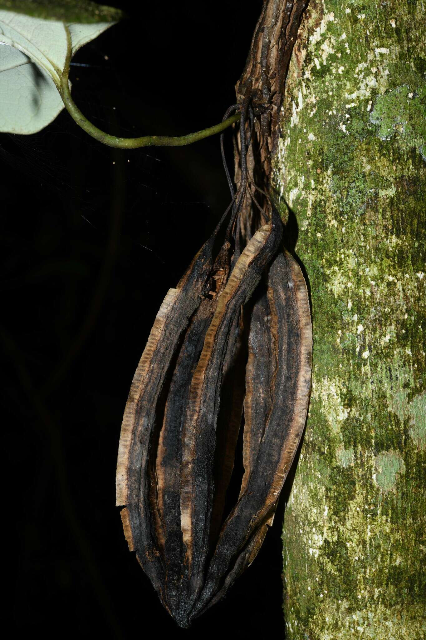 Image of Aristolochia amara (Aublet) O. Poncy