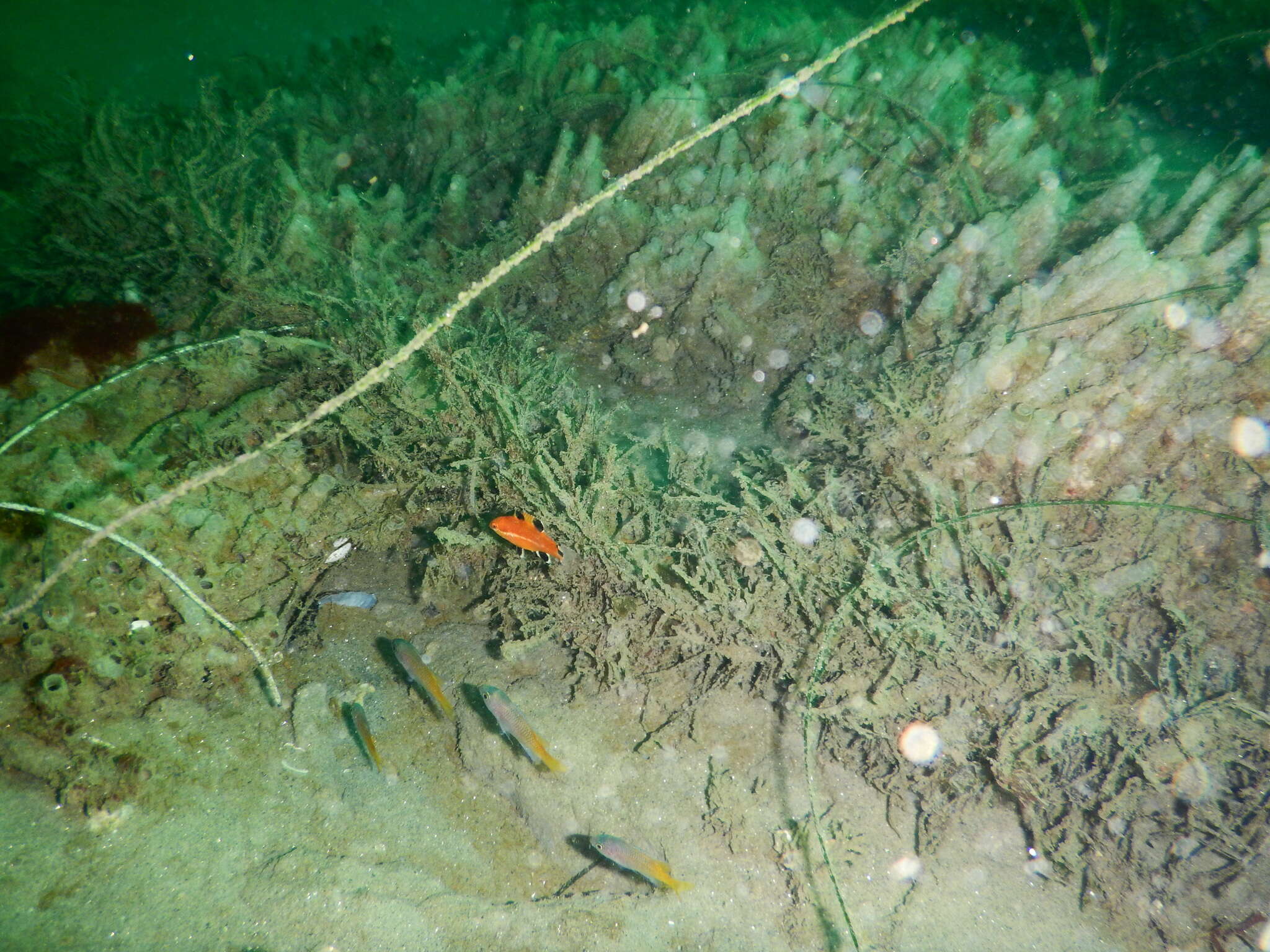 Image of Blacksmith Chromis