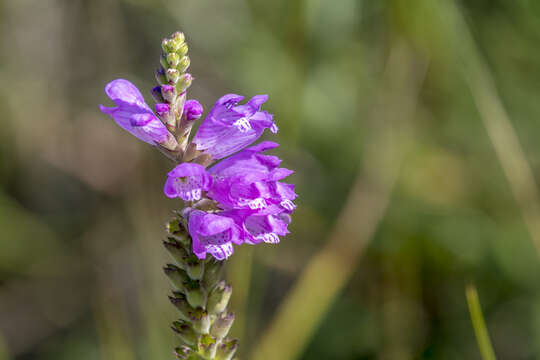 Image of Physostegia Benth.