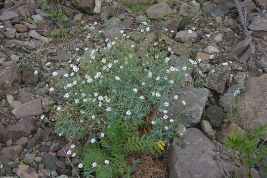 Image of Stellaria fischeriana Ser.